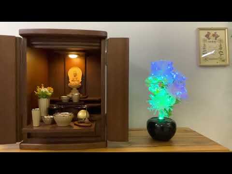 グランドルミナス いろどり菊